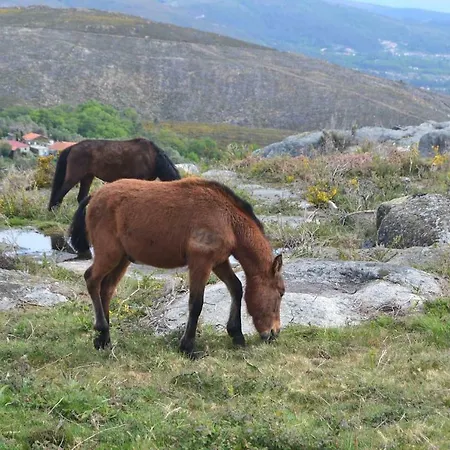 Lage's House Serra D'arga Caminha Ponte De Lima * Arga de Cima